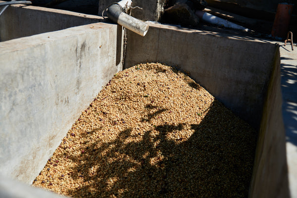 Wilmer Reynoyo | Guatemala | Espresso