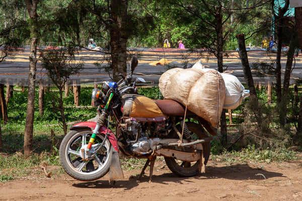 Ayla Bombe | Ethiopia | Filter