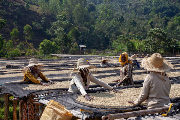 Ayla Bombe | Ethiopia | Filter