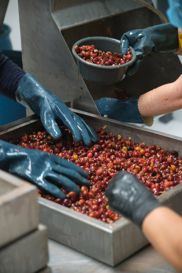 Cascara Coffee Tea | Costa Rica