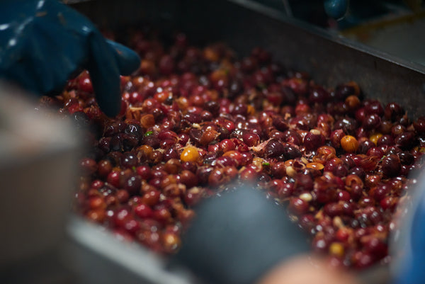 Cascara Coffee Tea | Costa Rica