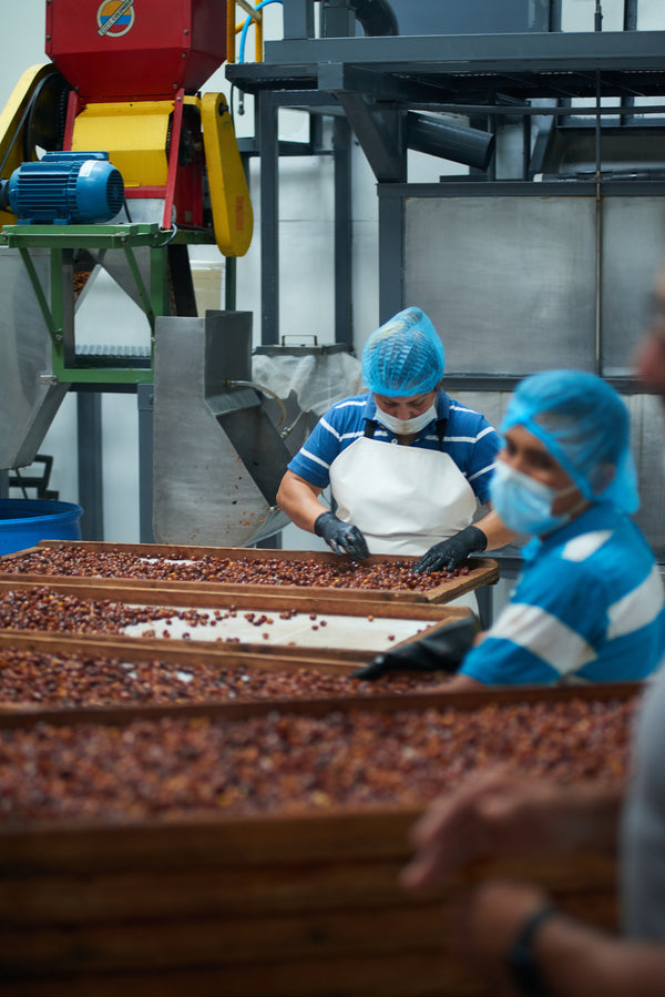 Cascara Coffee Tea | Costa Rica