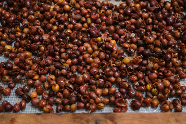 Cascara Coffee Tea | Costa Rica