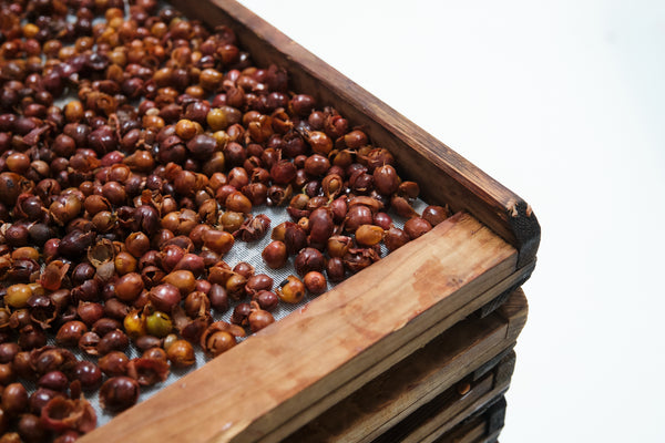 Cascara Coffee Tea | Costa Rica