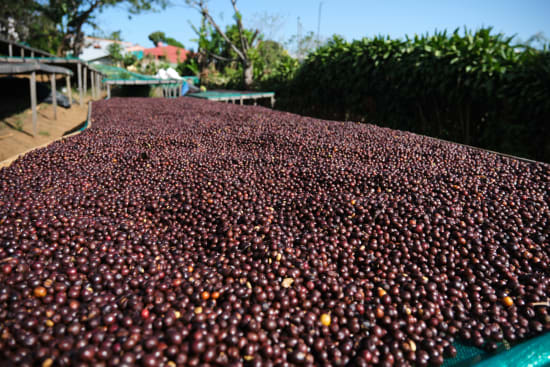 Finca El Orvo | Costa Rica | Filter