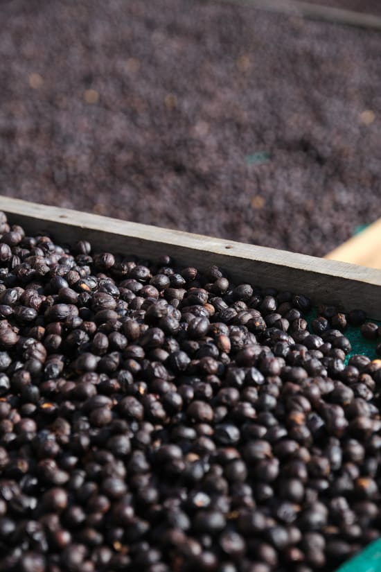 Finca El Orvo | Costa Rica | Filter