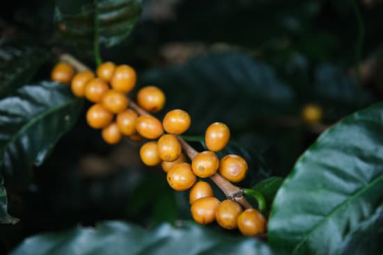 Finca El Orvo | Costa Rica | Filter