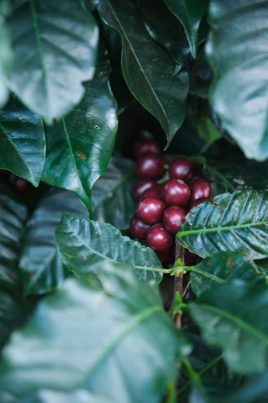 Finca El Orvo | Costa Rica | Filter