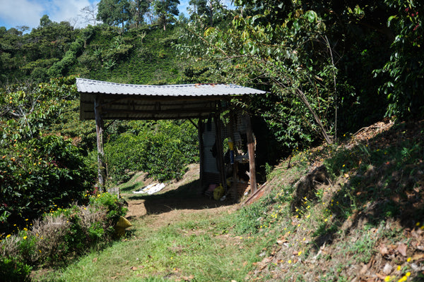 Príncipe Azul | Costa Rica | Espresso
