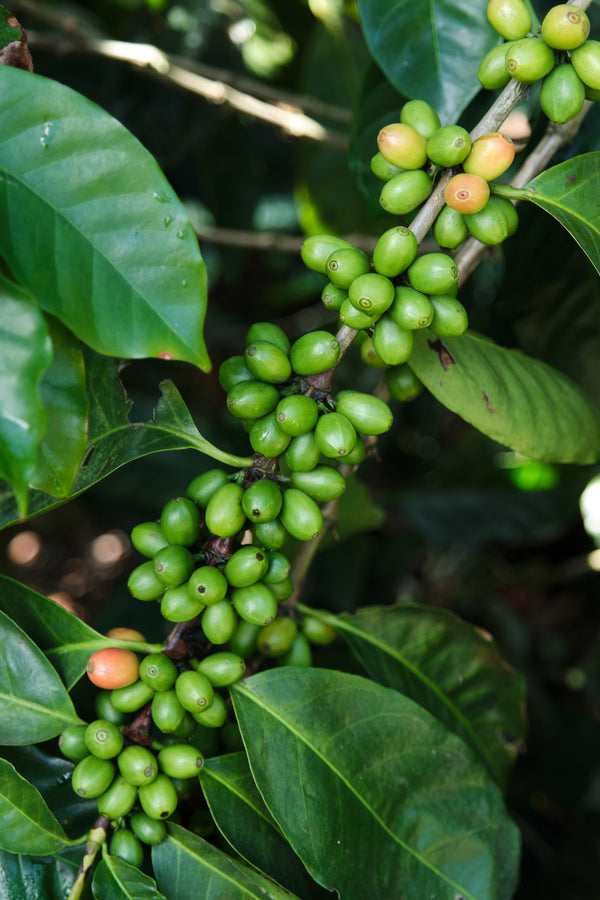 Príncipe Azul | Costa Rica | Espresso