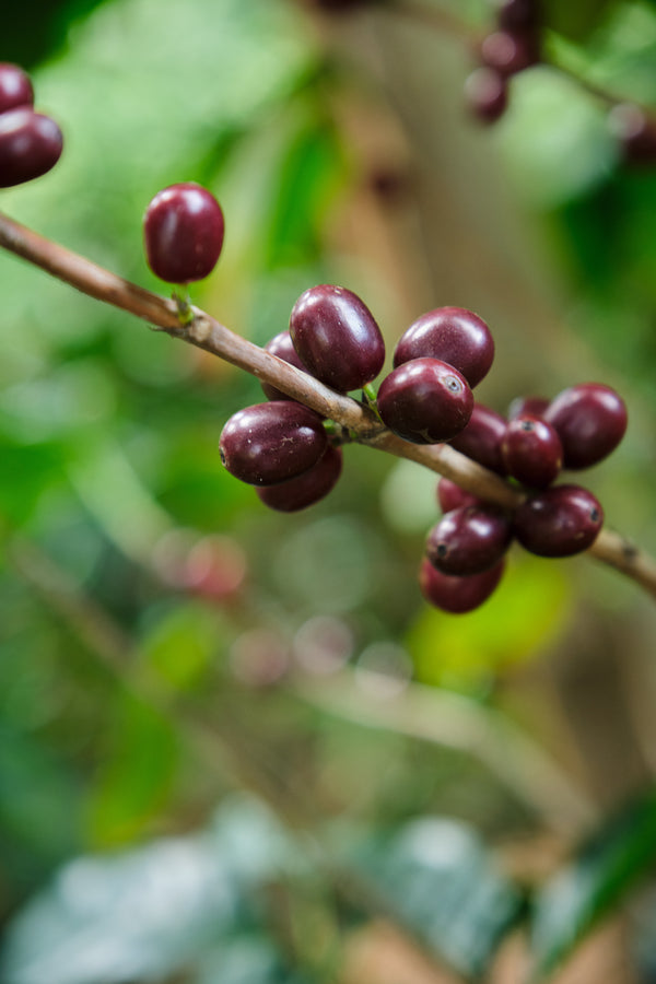 Príncipe Azul | Costa Rica | Espresso