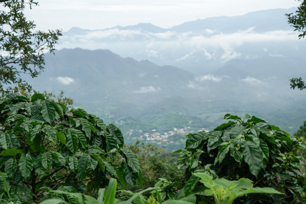 Oscar Aguila | El Salvador | Filter