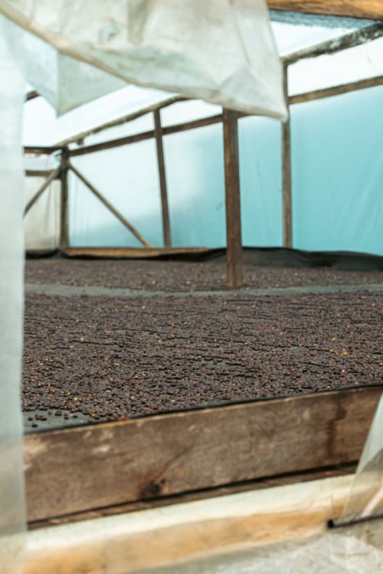 [Limited Release] Villa Betulia | Colombia | Filter