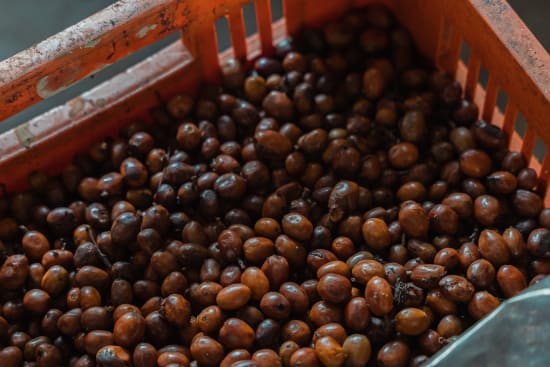 [Limited Release] Villa Betulia | Colombia | Filter