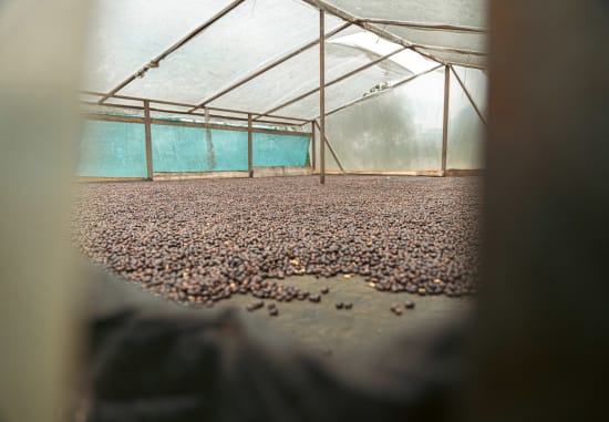 [Limited Release] Villa Betulia | Colombia | Filter