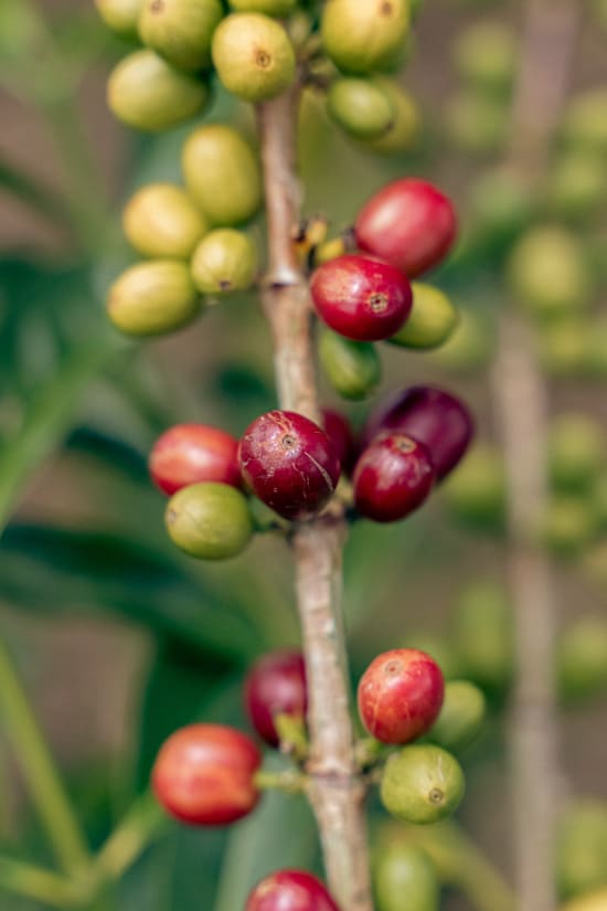 [Limited Release] Villa Betulia | Colombia | Filter