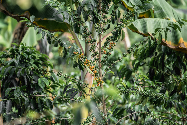 Elias Roa | Colombia | Espresso