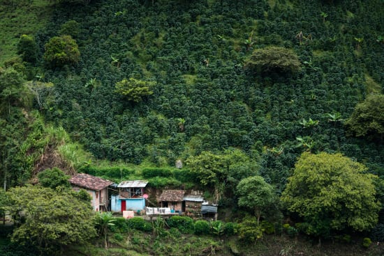Elkin Guzman | Colombia | Filter