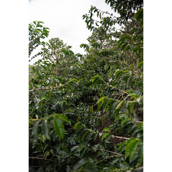 Las Brisas | Colombia | Filter