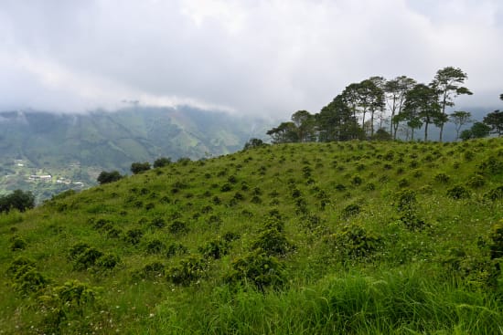 La Fuente | Colombia | Filter