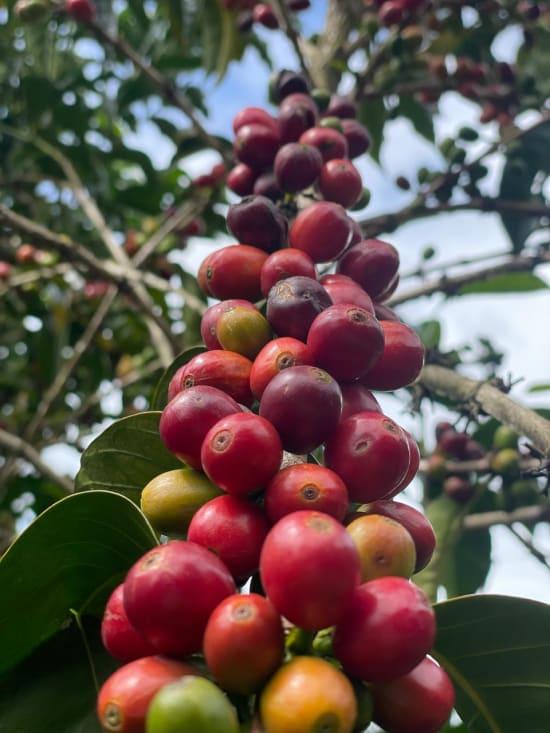 Brumas | Costa Rica | Filter