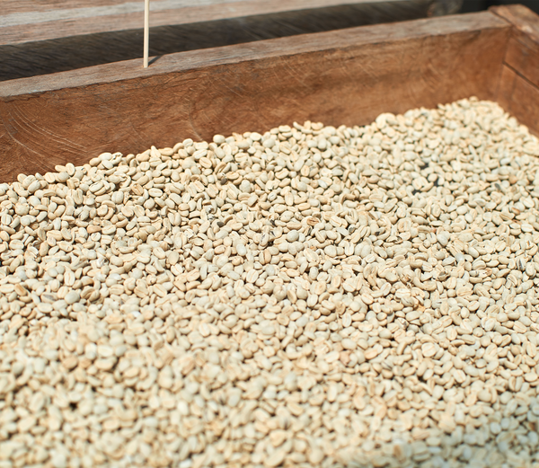 July Jumbo | Ecuador | Filter