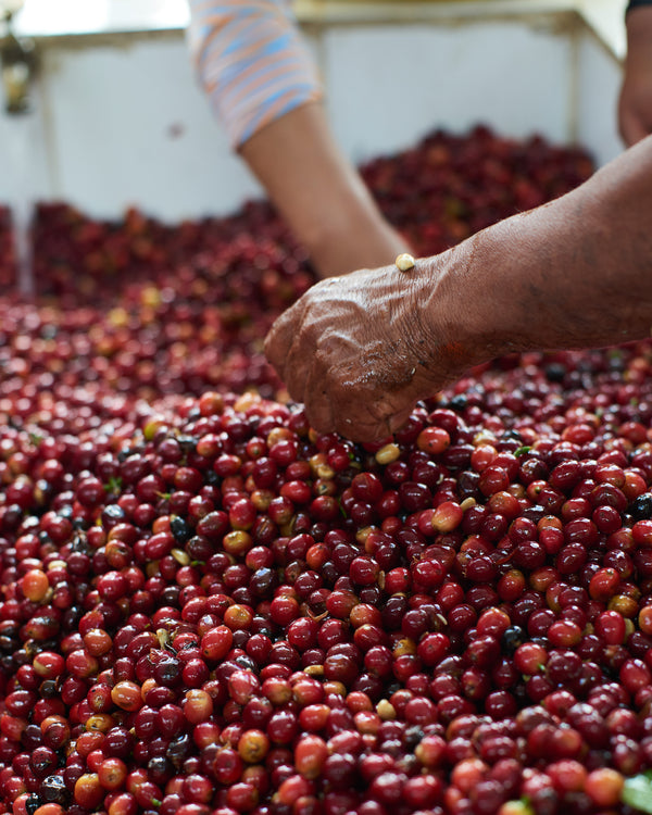 July Jumbo | Ecuador | Filter
