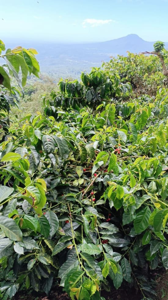 Finca Ethiopia | El Salvador | Filter [Wholesale]