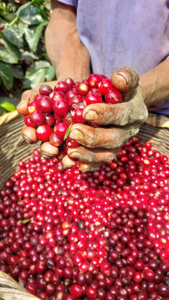 Plan Del Hoyo | El Salvador | Espresso