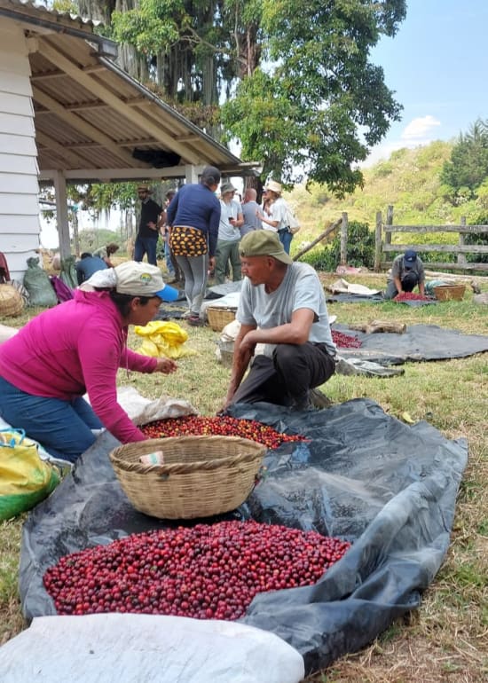 Plan Del Hoyo | El Salvador | Espresso