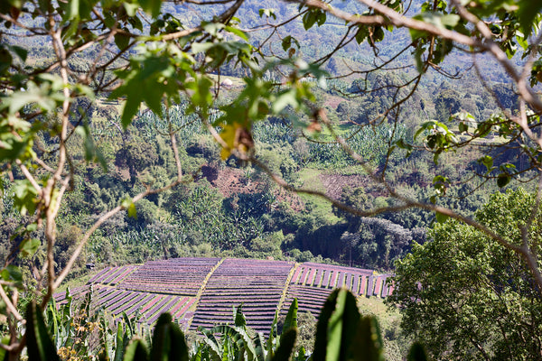 Gara Agena | Ethiopia | Filter