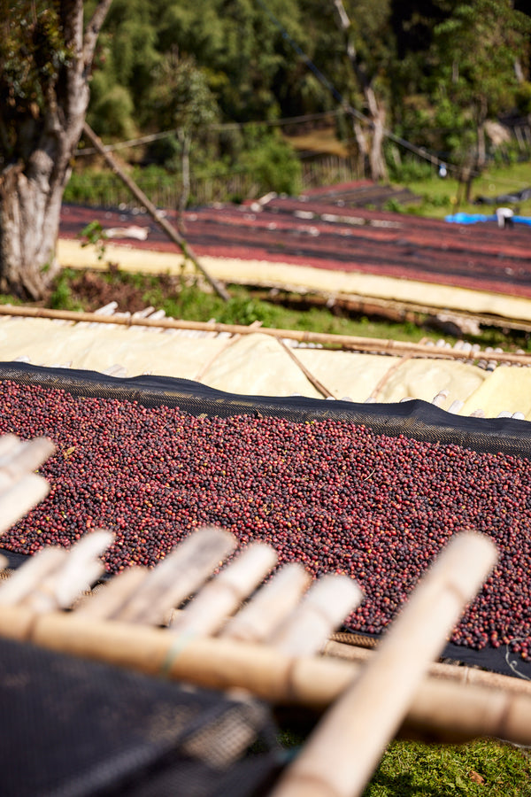 Gara Agena | Ethiopia | Filter
