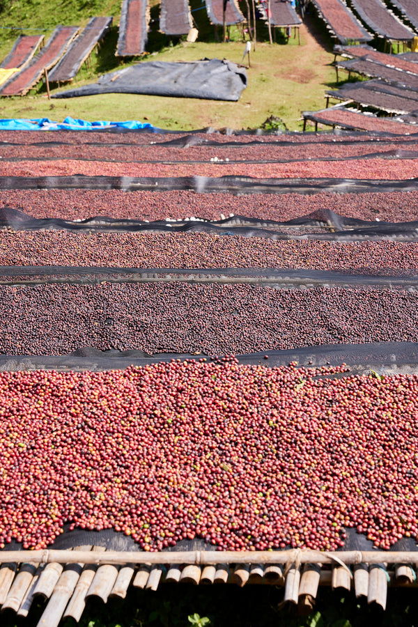 Gara Agena | Ethiopia | Filter
