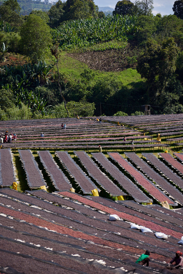 Gara Agena | Ethiopia | Filter