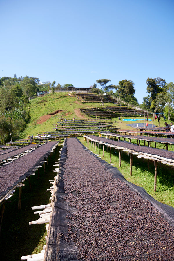 Gara Agena | Ethiopia | Filter