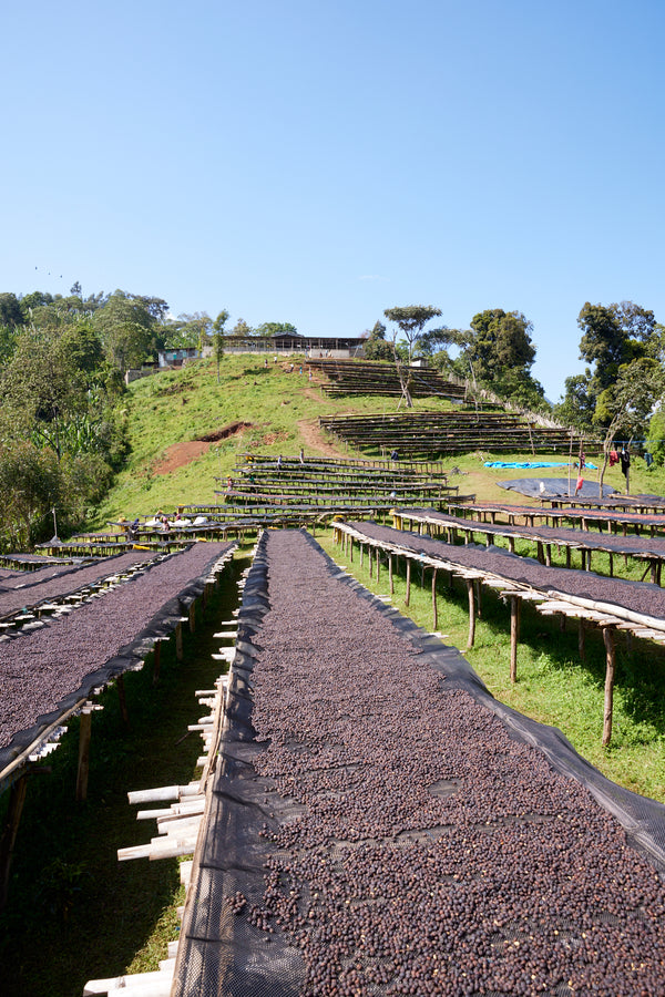 Gara Agena | Ethiopia | Filter