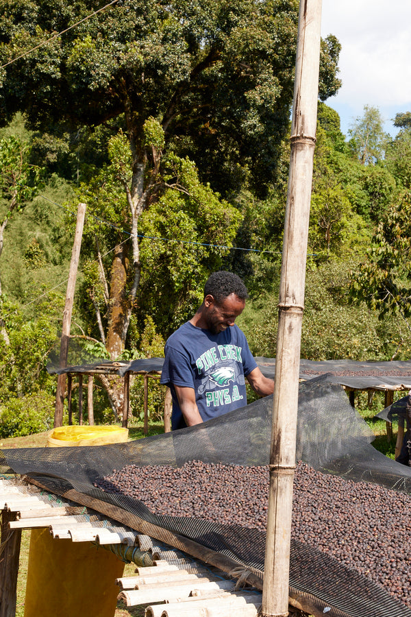 Gara Agena | Ethiopia | Filter