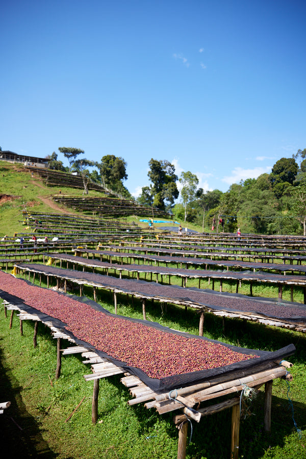 Gara Agena | Ethiopia | Filter