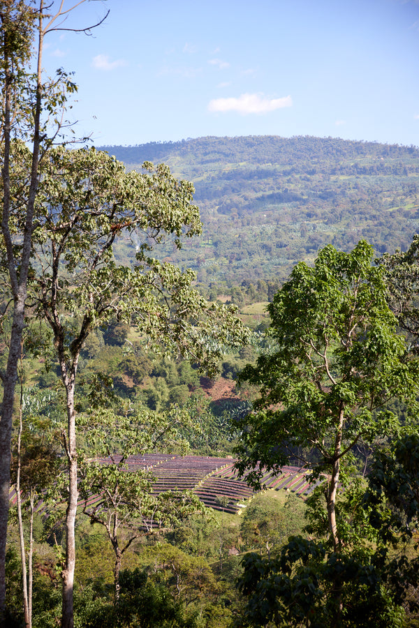 Gara Agena | Ethiopia | Filter