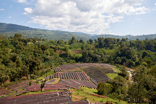 Gara Agena | Ethiopia | Filter