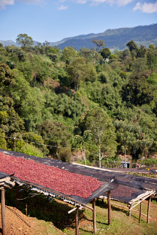 Gara Agena | Ethiopia | Filter