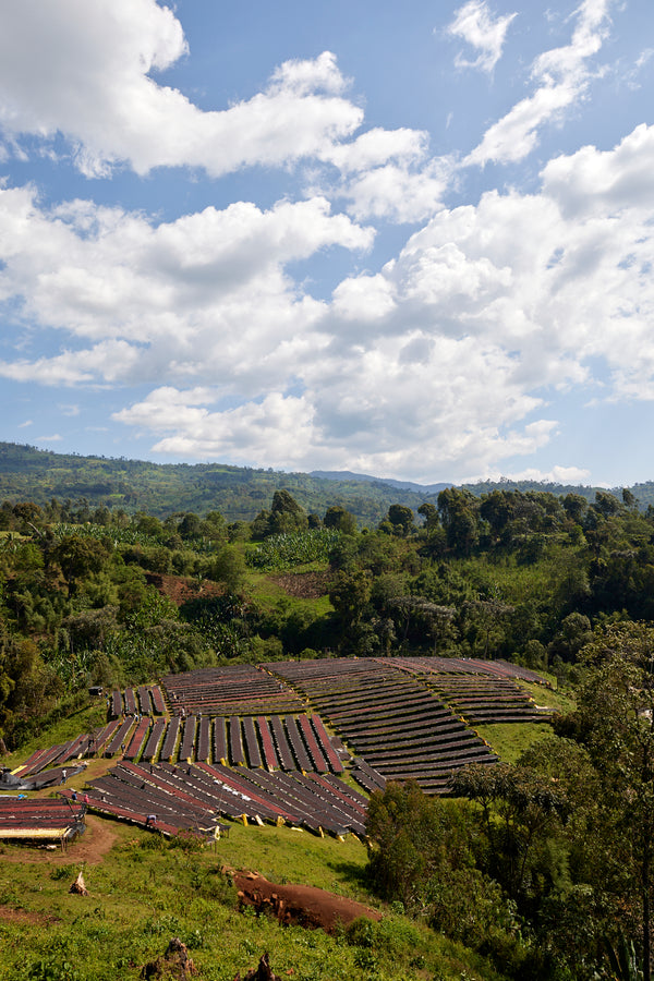 Gara Agena | Ethiopia | Filter