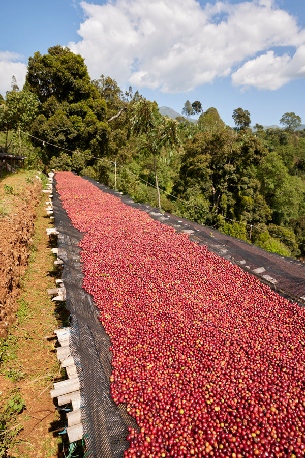 Gara Agena | Ethiopia | Filter
