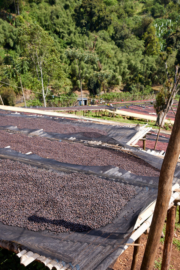 Gara Agena | Ethiopia | Filter