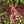 Mr. Berhanu Kurse | Ethiopia | Filter
