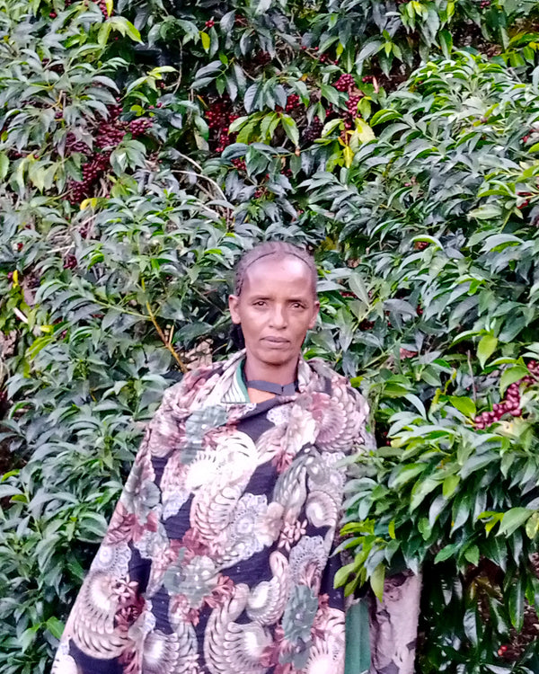 Mr. Ocholo Bedecho | Ethiopia | Filter