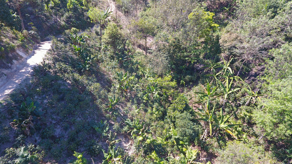 El Frutal | Guatemala | Espresso