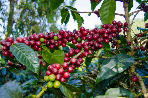 El Frutal | Guatemala | Espresso