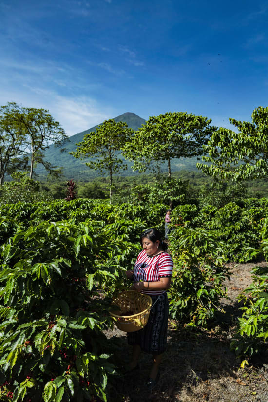 Pampojila | Guatemala | Filter