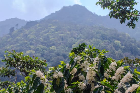 Pampojila | Guatemala | Filter